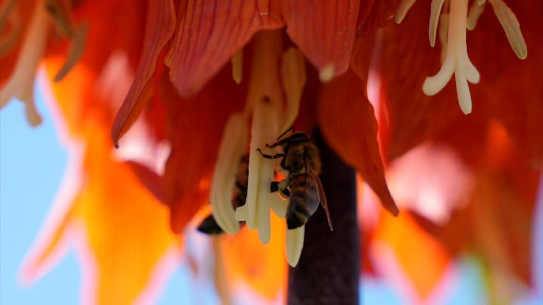 Ters laleler zamanı 13