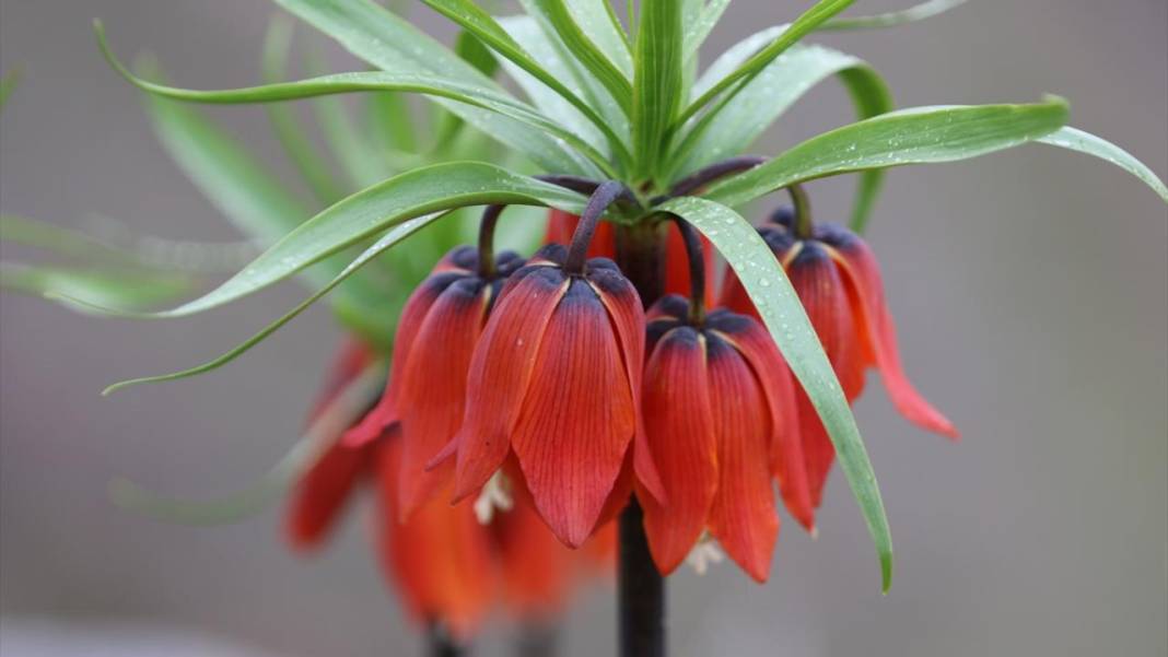 Ters laleler zamanı 2