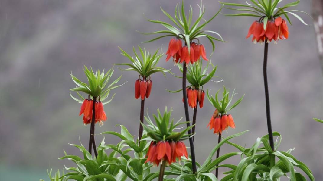 Ters laleler zamanı 3