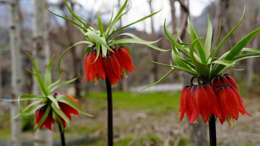 Ters laleler zamanı 4