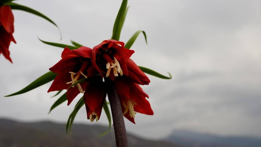 Ters laleler zamanı 5