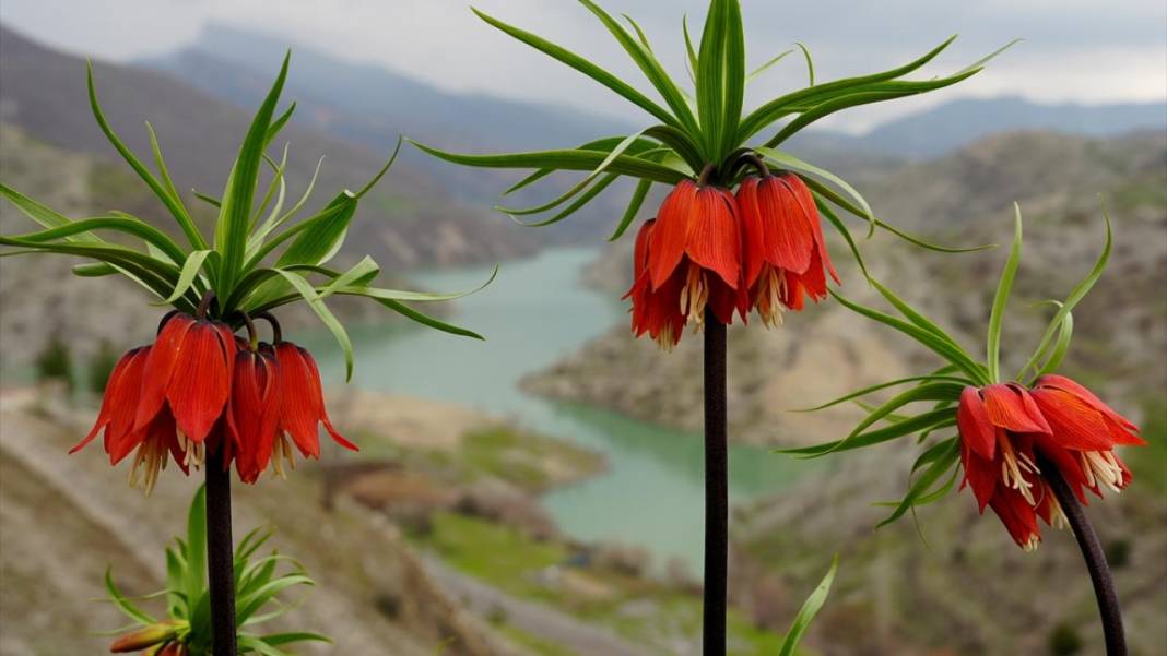 Ters laleler zamanı 6