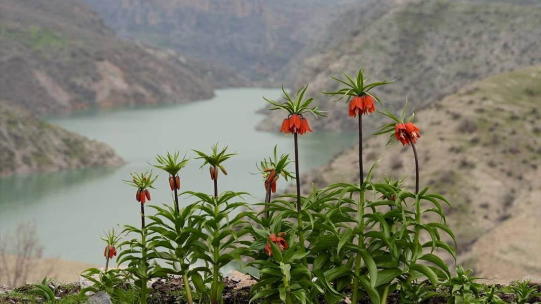 Ters laleler zamanı 7