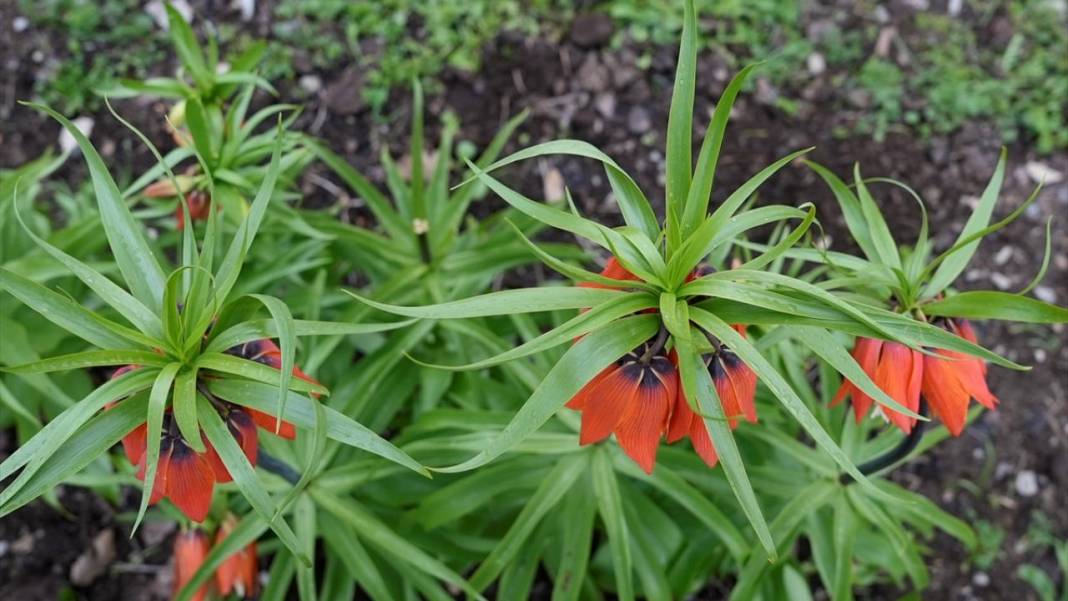 Ters laleler zamanı 8