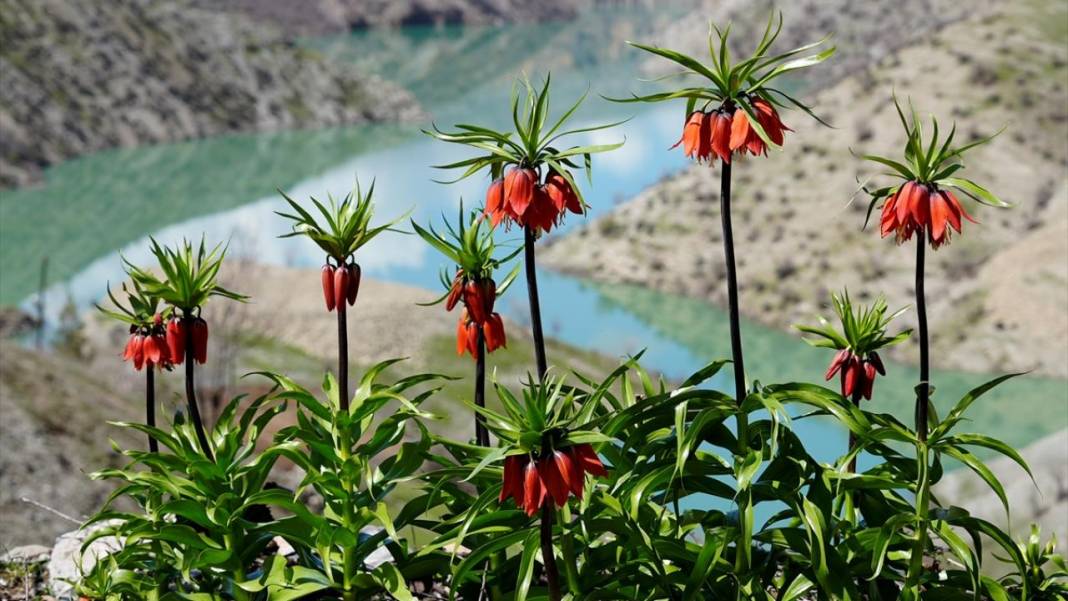 Ters laleler zamanı 9