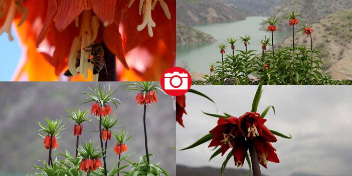 Ters laleler zamanı