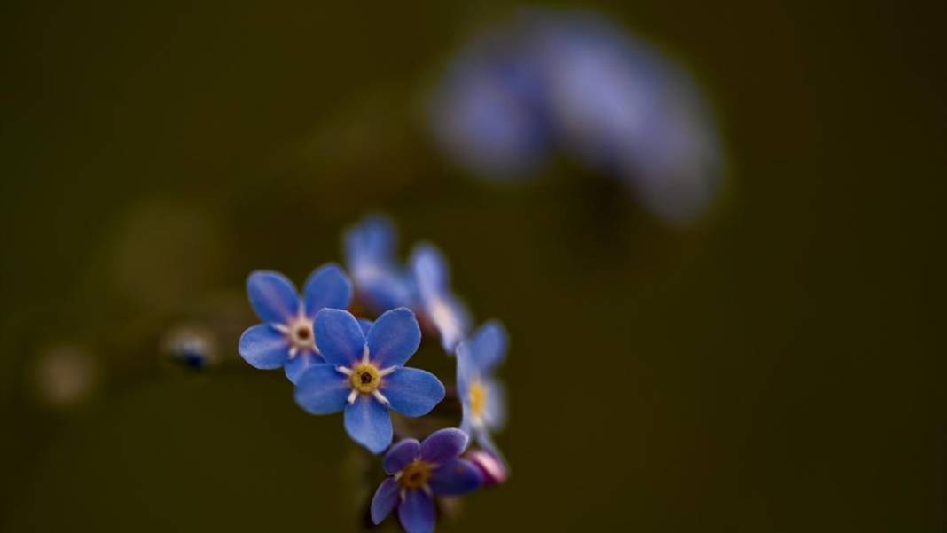 Düzce'nin yaylalarında iki mevsim bir arada 1