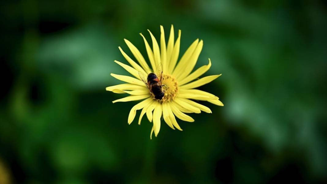 Düzce'nin yaylalarında iki mevsim bir arada 2