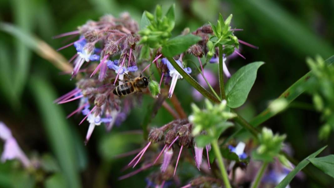 Düzce'nin yaylalarında iki mevsim bir arada 3