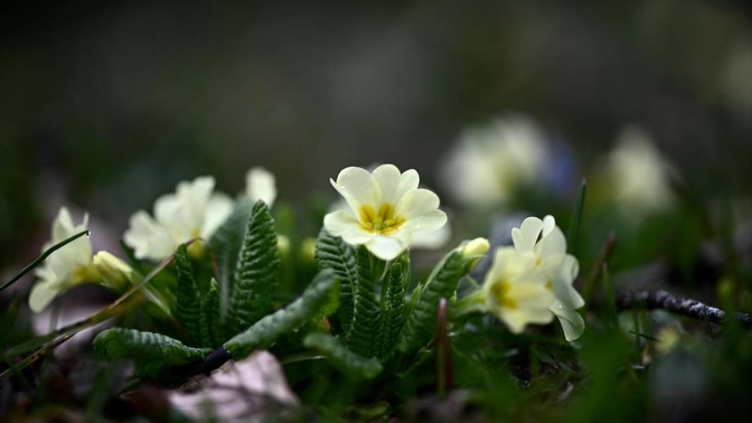 Düzce'nin yaylalarında iki mevsim bir arada 5