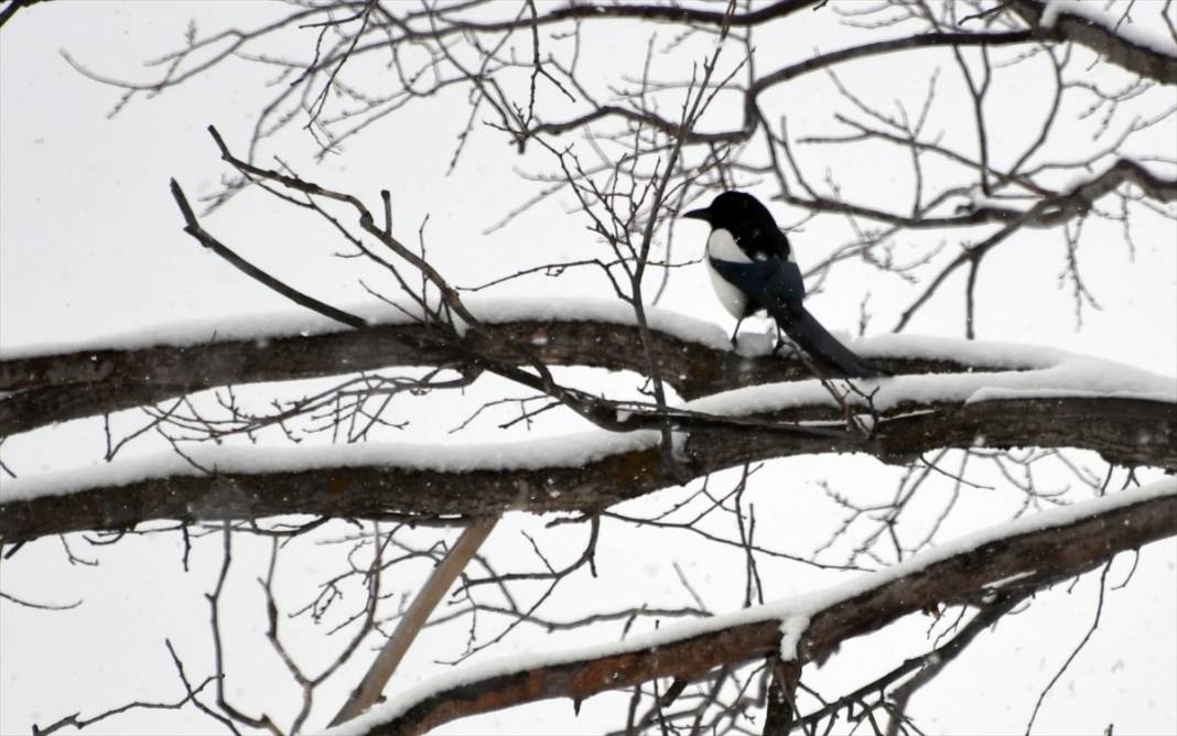 Birçok ilde Nisan ayında beyaz rahmet kar etkili oluyor 19