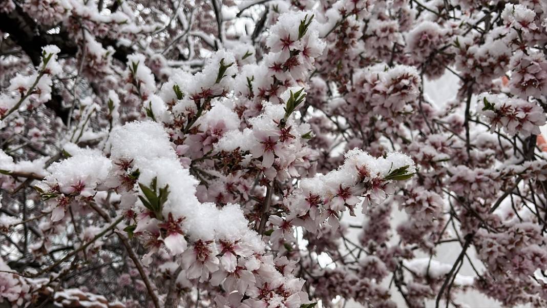 Birçok ilde Nisan ayında beyaz rahmet kar etkili oluyor 9