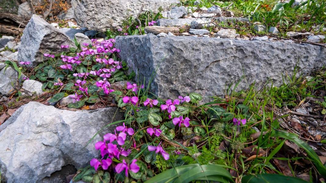 Bodrumkaya Tepesi'nin manzarası 'ruh'a iyi geliyor 7