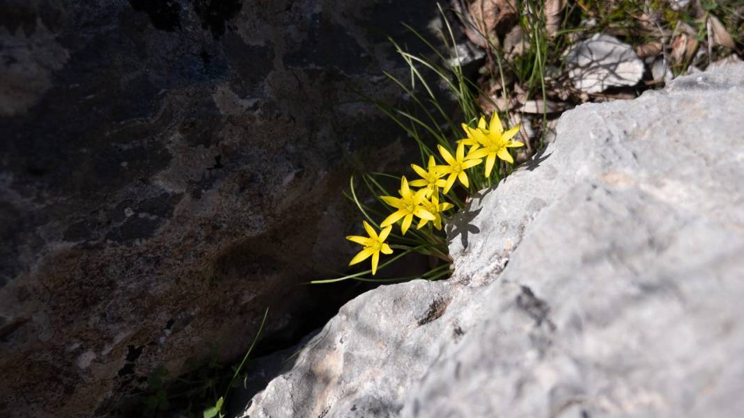 Bodrumkaya Tepesi'nin manzarası 'ruh'a iyi geliyor 9