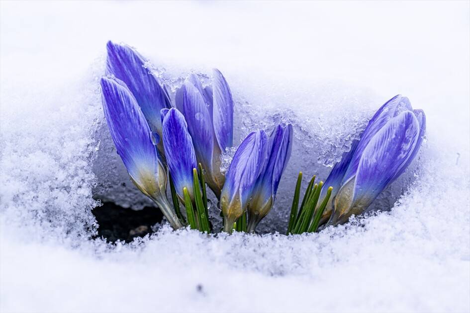 Baharın müjdecisi kar çiçekleri 1