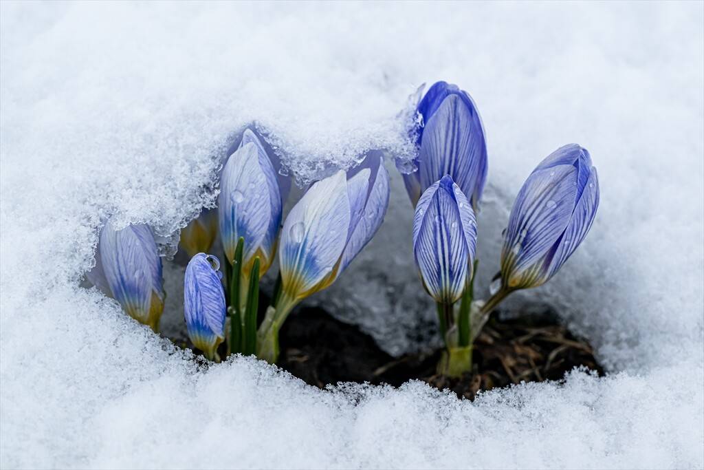 Baharın müjdecisi kar çiçekleri 10
