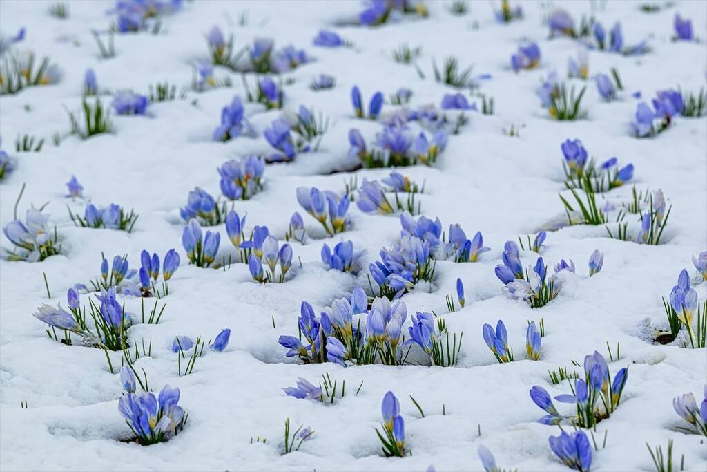 Baharın müjdecisi kar çiçekleri 11