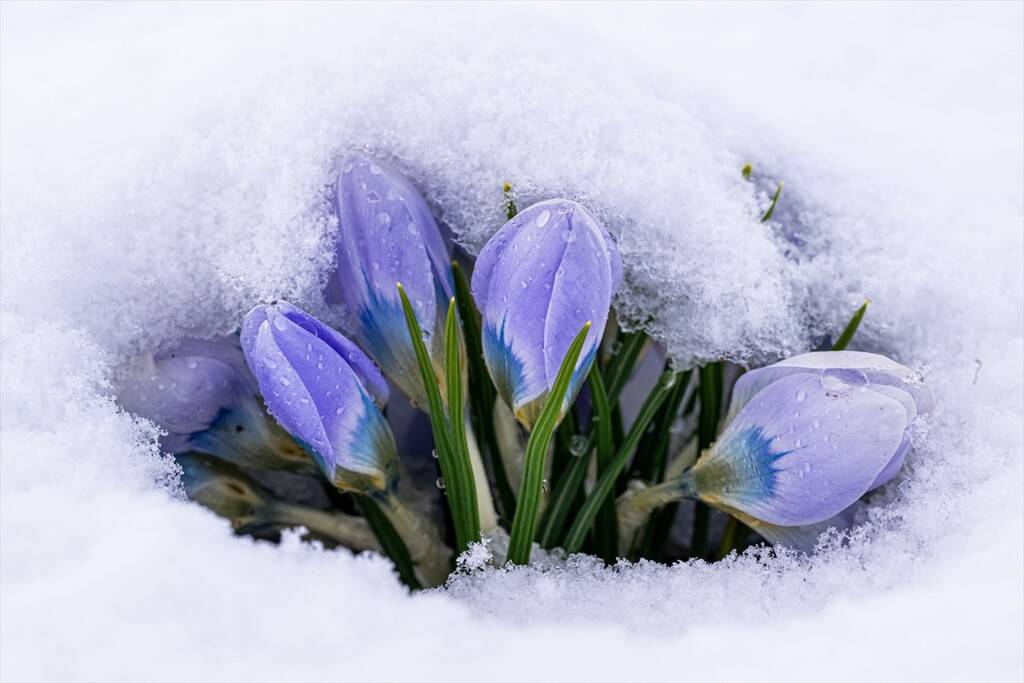 Baharın müjdecisi kar çiçekleri 2