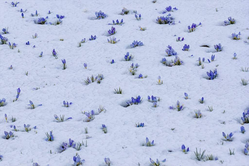 Baharın müjdecisi kar çiçekleri 3