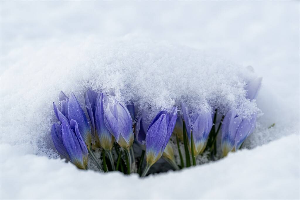 Baharın müjdecisi kar çiçekleri 4