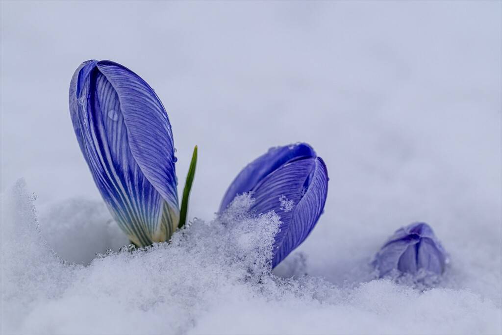 Baharın müjdecisi kar çiçekleri 5