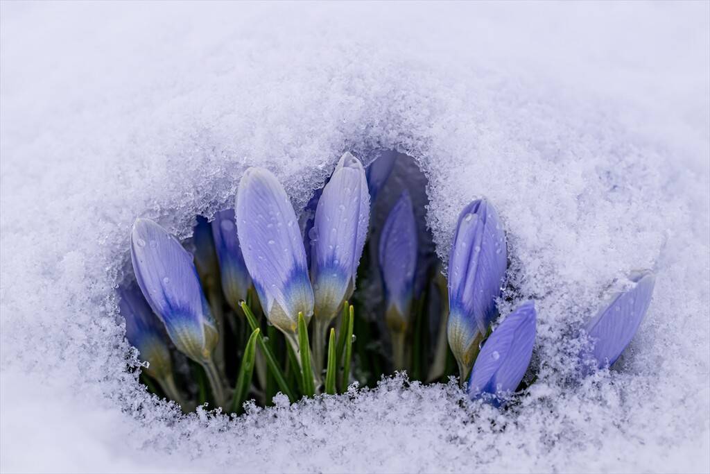 Baharın müjdecisi kar çiçekleri 6