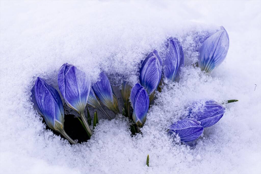 Baharın müjdecisi kar çiçekleri 7