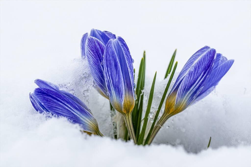 Baharın müjdecisi kar çiçekleri 8