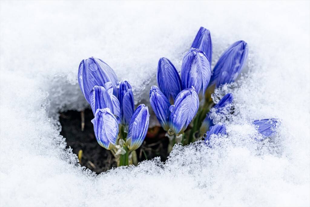 Baharın müjdecisi kar çiçekleri 9