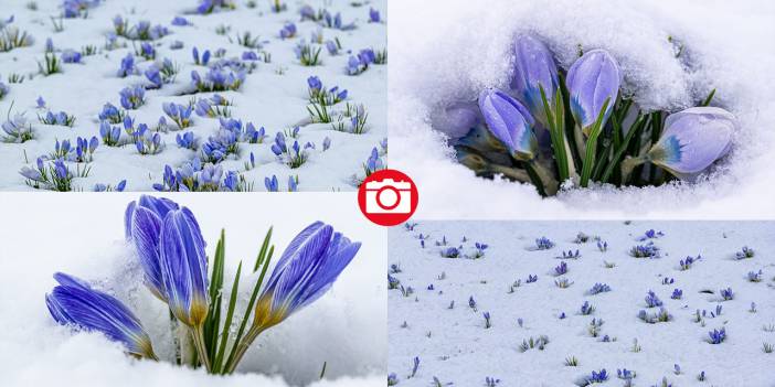 Baharın müjdecisi kar çiçekleri