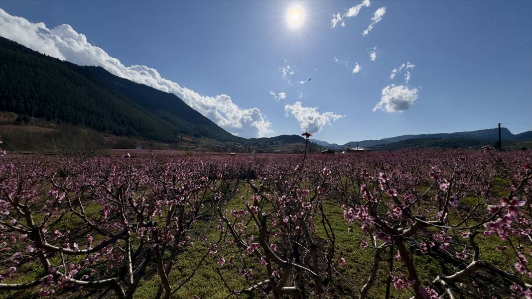 Mersin’de şeftali bahçeleri pembeye büründü 1
