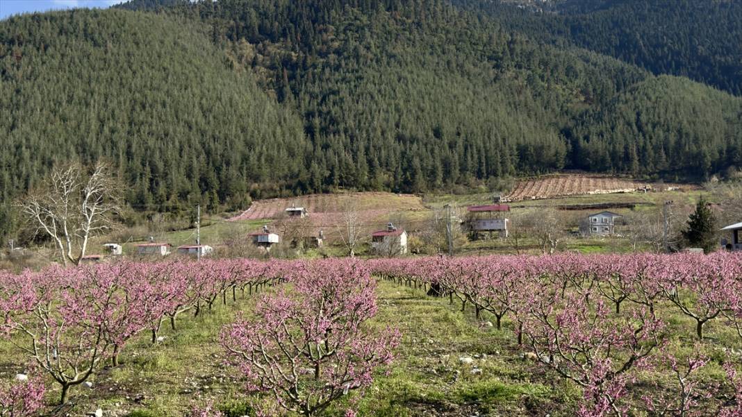 Mersin’de şeftali bahçeleri pembeye büründü 10