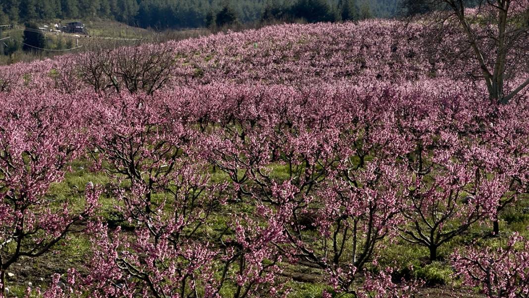 Mersin’de şeftali bahçeleri pembeye büründü 11