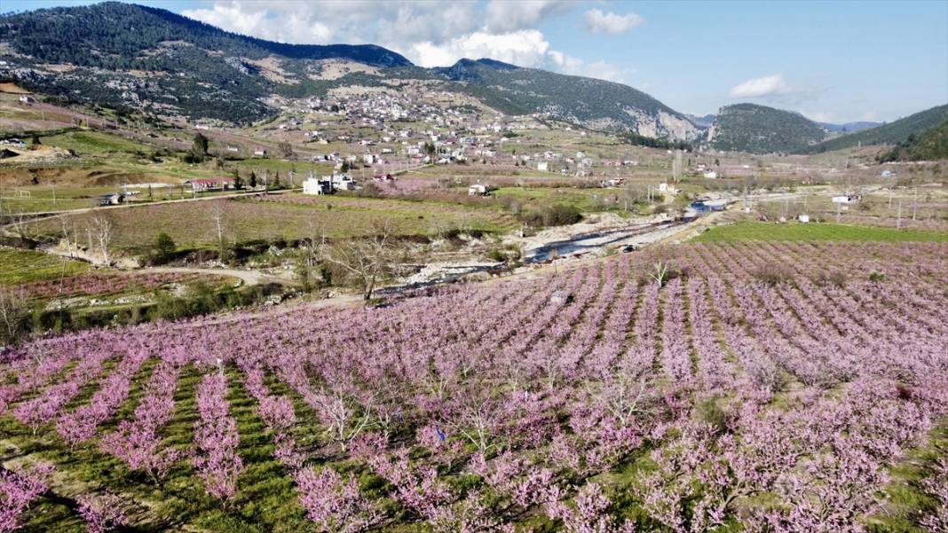 Mersin’de şeftali bahçeleri pembeye büründü 12