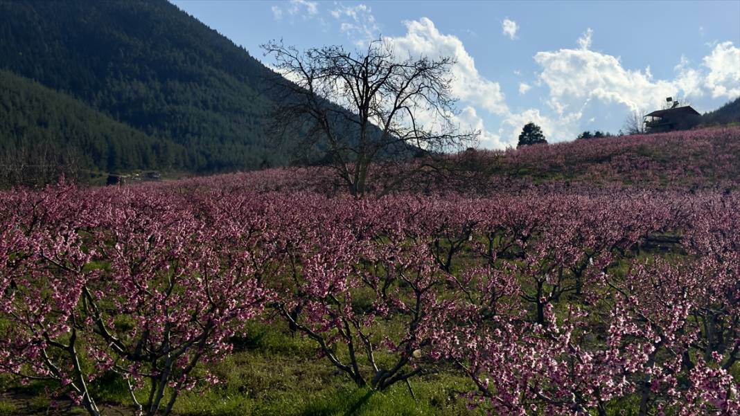 Mersin’de şeftali bahçeleri pembeye büründü 13
