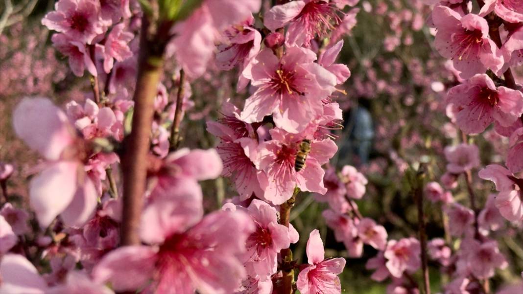 Mersin’de şeftali bahçeleri pembeye büründü 14