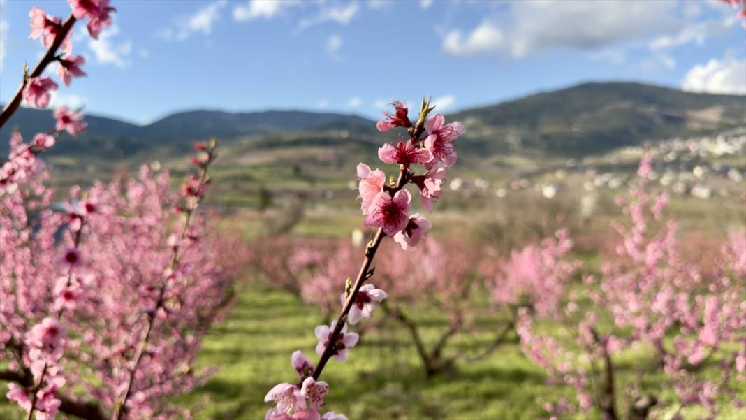 Mersin’de şeftali bahçeleri pembeye büründü 15