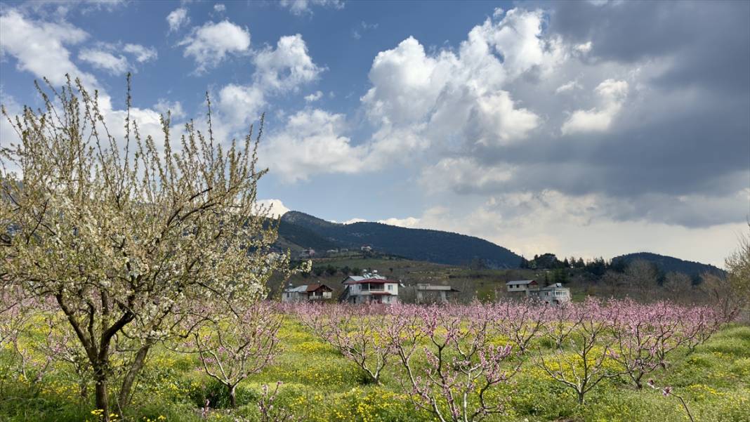 Mersin’de şeftali bahçeleri pembeye büründü 16