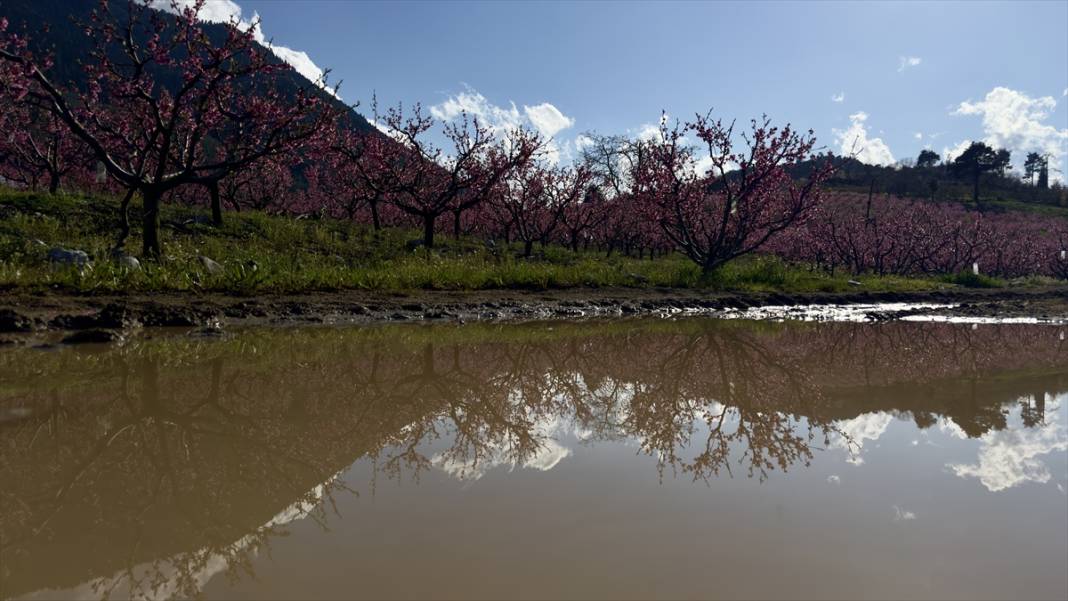 Mersin’de şeftali bahçeleri pembeye büründü 2