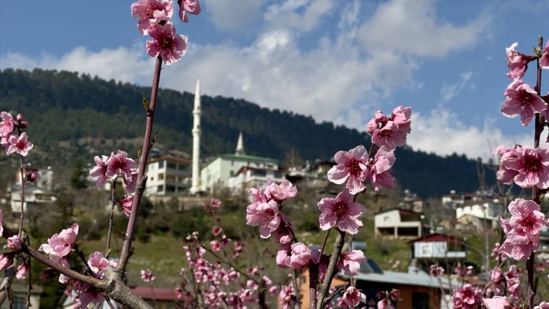 Mersin’de şeftali bahçeleri pembeye büründü 4