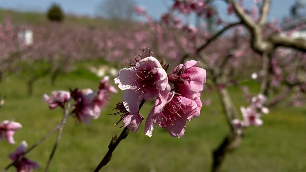 Mersin’de şeftali bahçeleri pembeye büründü 5