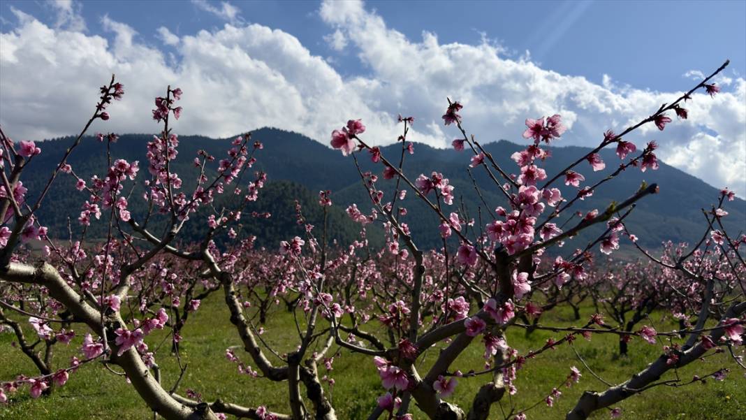 Mersin’de şeftali bahçeleri pembeye büründü 6