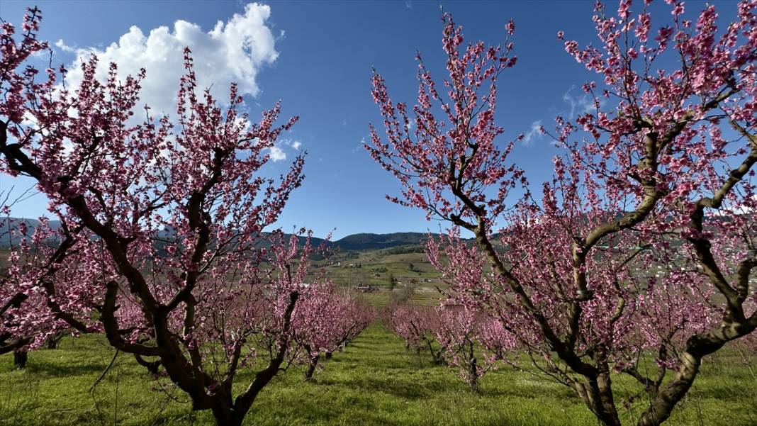 Mersin’de şeftali bahçeleri pembeye büründü 7