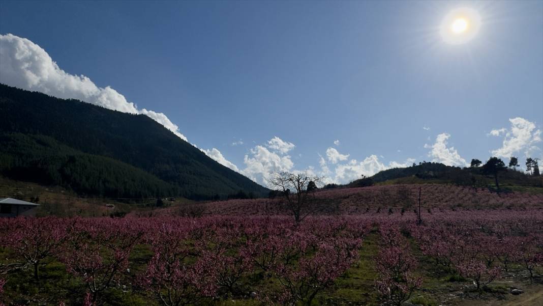 Mersin’de şeftali bahçeleri pembeye büründü 8