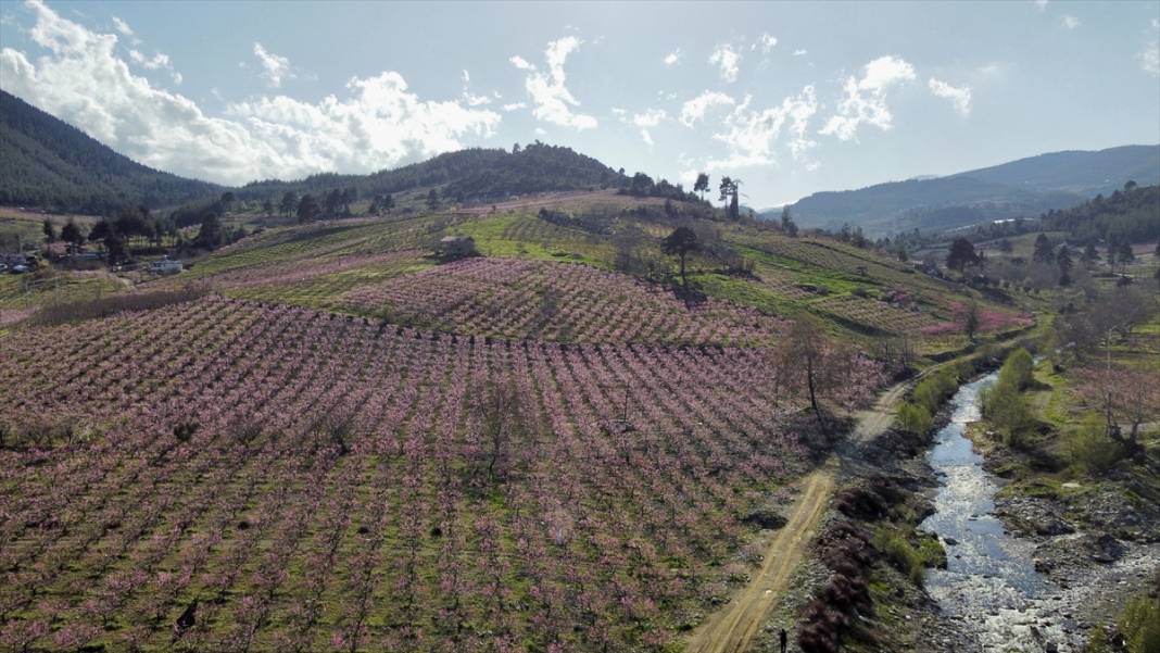 Mersin’de şeftali bahçeleri pembeye büründü 9