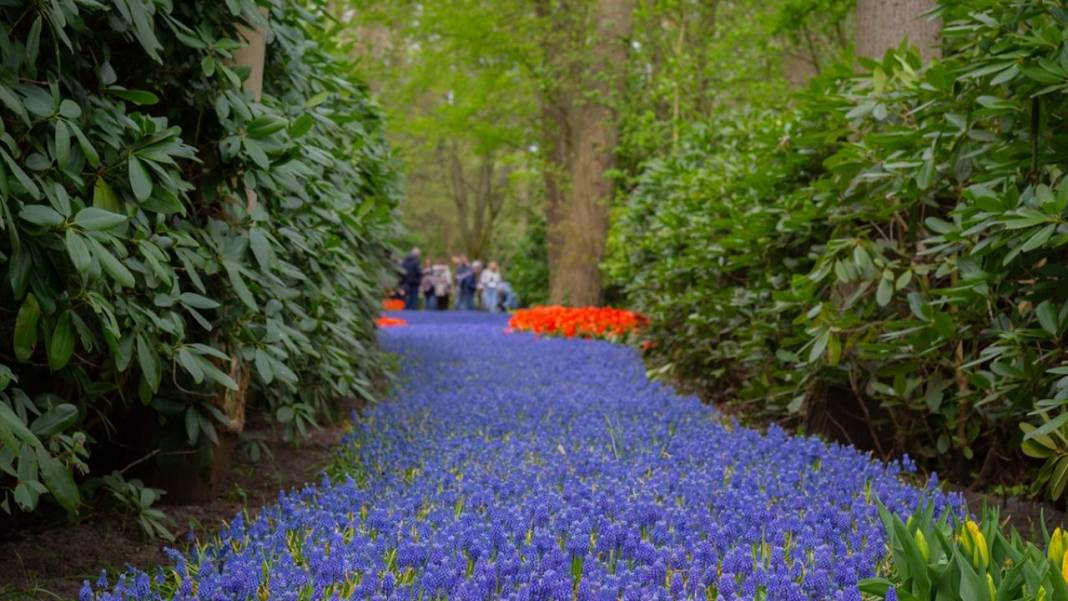 Dünyanın en büyük lale bahçesi ziyarete açıldı 11