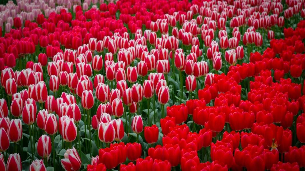 Dünyanın en büyük lale bahçesi ziyarete açıldı 12