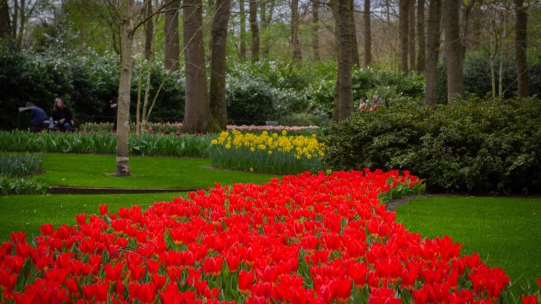 Dünyanın en büyük lale bahçesi ziyarete açıldı 13