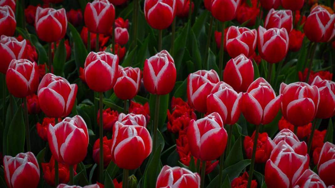 Dünyanın en büyük lale bahçesi ziyarete açıldı 4