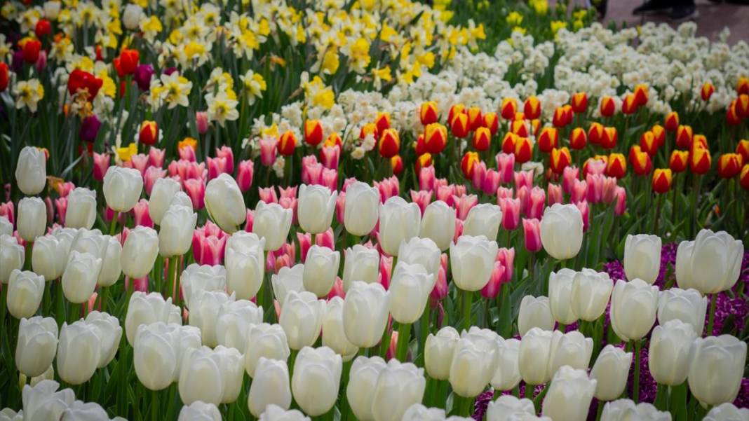 Dünyanın en büyük lale bahçesi ziyarete açıldı 5